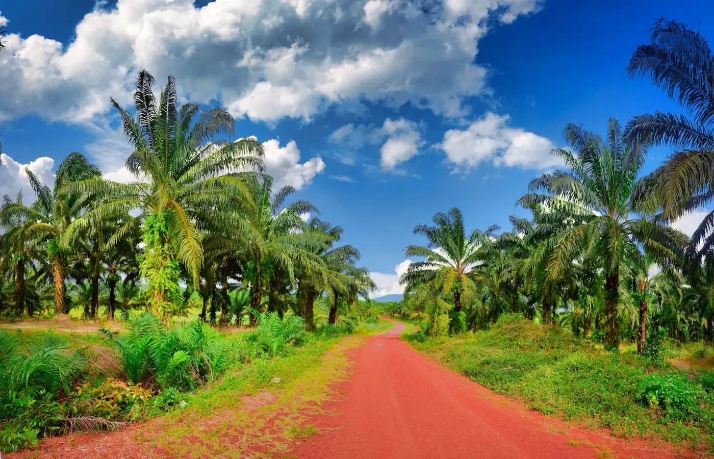 Palm oil foods and ingredients